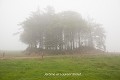 Une levée de terre entoure les arbres qui ont poussé à l’intérieur du « ringfort » ; souterrain de Carhoovauler (comté de Cork, Irlande). Carhoovauler 
 Irlande 
 brouillard 
 enceinte circulaire 
 fortification 
 souterrain 
 souterrain aménagé 
 souterrain construit 
 souterrain-refuge 