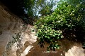 Aux portes du monde souterrain, le Lierre (Hedera helix) recouvre la roche  (France). Hedera helix 
 cavernicole 
 lierre 
 troglodyte 
 troglodytique 
 tuffeau 