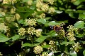 A l'automne, les Vulcains (Vanessa atalanta) sont attirés par les fleurs du Lierre (France). Hedera helix 
 Lepidoptera 
 Vanessa atalanta 
 Vulcain 
 fleurs 
 lierre 
 papillon 
 troglodyte 