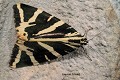 L’Ecaille chinée (Euplagia quadripunctaria) peut s’abriter dans les cavités. Euplagia 
 arctiidé 
 insecte 
 papillon 
 souterrain 
 écaille chinée 