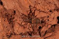 Grillon troglophile évoluant sur les parois d’une cavité. Les Grillons font partie des proies habituelles des Amblypyges (Bénin). Afrique de l'Ouest 
 Arthropoda 
 Bénin 
 arthropode 
 cavernicole 
 grillon 
 grotte 
 insecte 
 orthoptera 
 orthoptère 
 souterrain 
 troglophile 