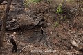 Malgré les feux de brousse fréquents, la végétation masque les vastes cavités ouvertes sur le flanc de la barre rocheuse (Atakora, Bénin). Afrique de l'Ouest 
 Atacora 
 Bénin 
 grotte 
 guerre 
 savane 
 silo à grain 