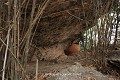 Sous un surplomb rocheux, subsistent les traces de plusieurs silos installés sur une terrasse. L’un de ces vastes silos de terre crue est encore bien conservé (Atakora, Bénin). Afrique de l'Ouest 
 Atacora 
 Bénin 
 grotte 
 guerre 
 silo à grain 