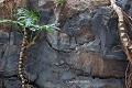 Protégées de la chaleur au cœur de la cavité, les plantes s’accrochent à la paroi basaltique et déploient leurs larges feuilles pour capter la lumière ; Fundación César Manrique, Tahíche (Lanzarote, Canaries). Art 
 Canaries 
 César Manrique 
 Lanzarote 
 architecture rupestre 
 artiste 
 basalte 
 cavité bulle 
 grotte 
 lave 
 maison creusée 
 maison troglodytique 
 troglodyte 
 tunnel 
 volcanique 