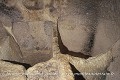 Fosses creusées dans le sol d’une salle et ayant sans doute accueilli des réserves de grain ; les Covetes dels Moros (Bocairent, Province de Valence, Espagne). Espagne 
 cluzeau de falaise 
 souterrain 