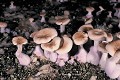 Le Pied bleu (Lepista nuda) fait partie des champignons cultivés en cave. Pied bleu 
 champignon 
 champignonnière 